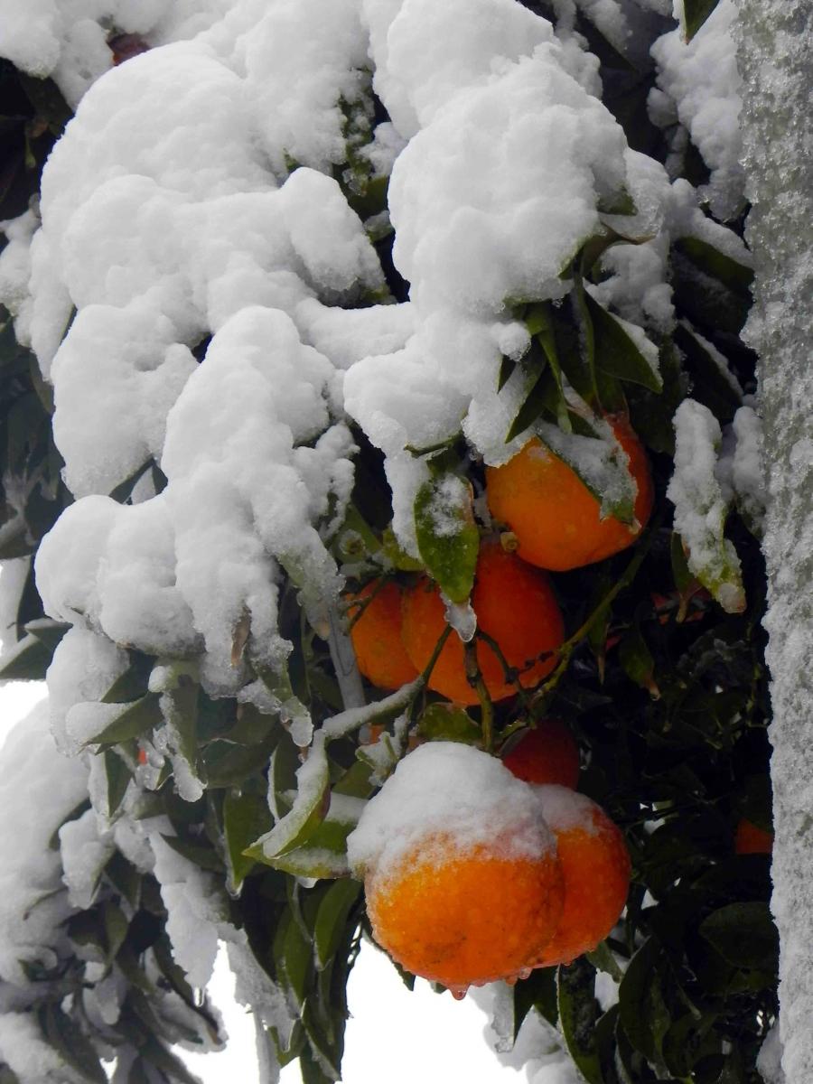 neve piante