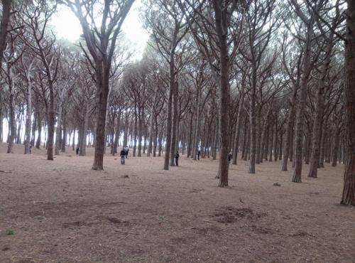 forestas school 1
